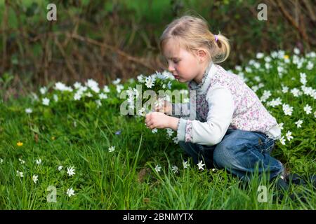 Junge Mädchen pflücken Bündel von Holz Anemone (Anemone nemorosa) Blumen, Anfang Frühling in Frankreich. Modell freigegeben Stockfoto