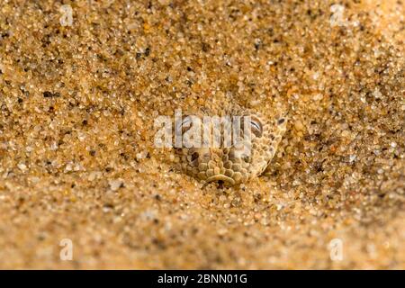 Peringuey's / Sidewinding Adder (Bitis peringueyi) versteckt im flachen Sand, Namib Wüste, Namibia.Diese kleine endemische Schlange ist eine der kleinsten Adden Stockfoto