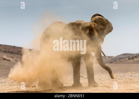 Afrikanischer Elefant (Loxodonta africana) mit Staubbad, Namibia. Stockfoto