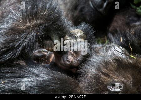 Berggorilla (Gorilla gorilla beringei) 10-Tage-Neugeborenes, das mit Mutter schläft, Amahoro-Gruppe. Volcans National Park. Ruanda. Stockfoto