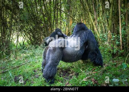 Berggorillas (Gorilla gorilla beringei) Konfrontation zwischen zwei dominanten Silberrückenmännchen aus zwei verschiedenen Familiengruppen - Agashyia und Sabin Stockfoto