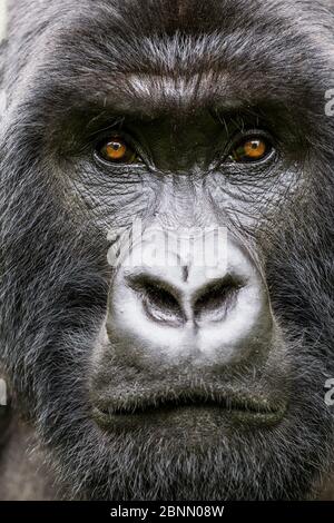 Berggorilla (Gorilla gorilla beringei) Kopfporträt von Silverback Gihishamwotsi, nicht-Gruppe dominant, Sabyinyo-Gruppe, Vulkane-Nationalpark, VI Stockfoto