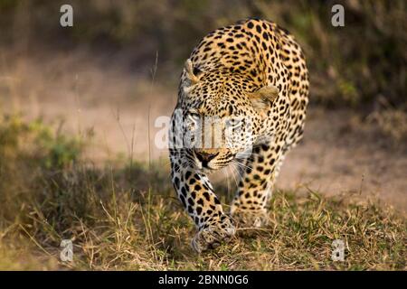 Leopard (Panthera pardus) Männchen, das anfängt, Beute zu beschneiden, Mala Mala Wildreservat. Südafrika Stockfoto