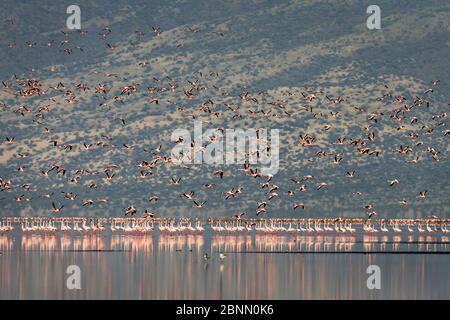 Kleine Flamingos (Phoenicopterus ruber) und größere Flamingos (Phoenicopterus roseus) gemischte Herde auf dem See Natron, Tansania, Februar Stockfoto