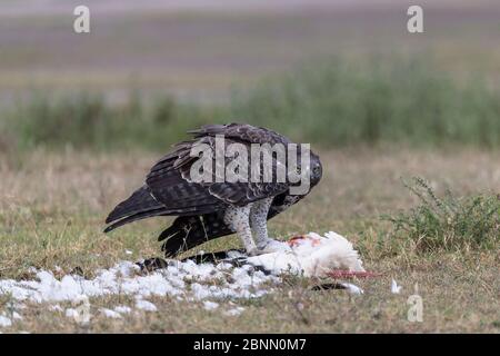 Martial Eagle (Polemaetus bellicosus) Fütterung auf Weißstorch (Ciconia ciconia) Ndutu, in der Nähe Ngorongoro Conservation Area, Tansania Stockfoto