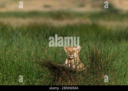 Afrikanischer Löwe (Panthera leo) Junge beobachtet die Umgebung von dem langen Gras in Sumpf, Ndutu, Ngorongoro Conservation Area, Tansania Stockfoto