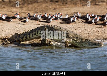 Nilkrokodil (Crocodylus niloticus), das mit afrikanischen schwarzen Skimmern (Rynchops niger) im Hintergrund ins Wasser gelangt, Lake Albert, Uganda Stockfoto