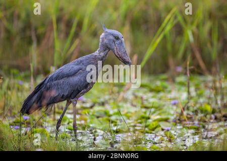 Schuhliefer (Balaeniceps rex) auf der Jagd nach Fischen in den Sümpfen von Mabamba, Viktoriasee, Uganda Stockfoto