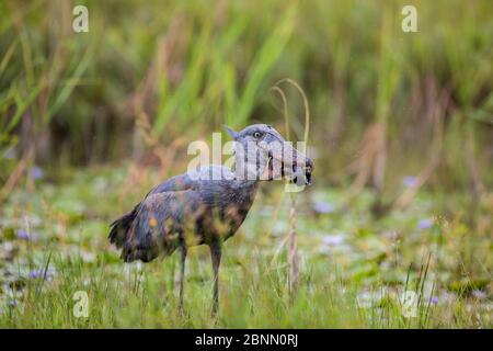 Schuhliefer (Balaeniceps rex) erfolgreich in den Sümpfen von Mabamba, Viktoriasee, Uganda fischen Stockfoto