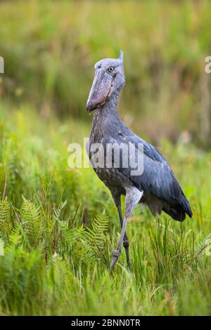 Schuhschnabel (Balaeniceps Rex) in den Sümpfen von Mabamba, Lake Victoria, Uganda Stockfoto