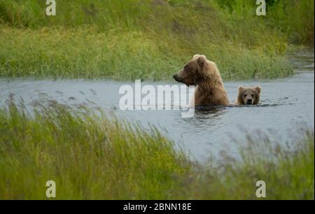 Grizzly Bär (Ursus Arctos) weiblich und Junge, die einen Fluss überqueren, Brooks Falls, Katmai Nationalpark, Alaska, Juli Stockfoto