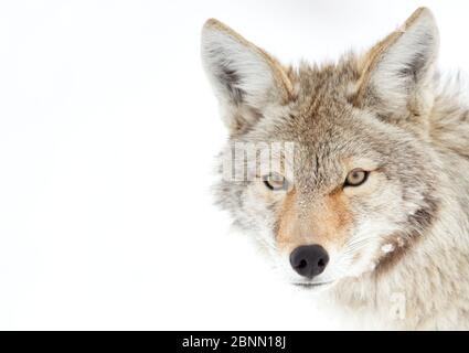 Coyote (Canis latrans) Kopfportrait im Schnee, Yellowstone Nationalpark, Wyoming, USA Februar Stockfoto