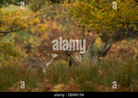 Damhirsche (Dama dama), Buck und Hirsch in Herbstvegetation, Bradgate Park, Leicestershire, Großbritannien, Oktober Stockfoto