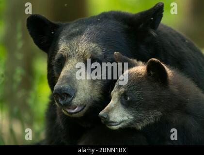 Schwarzbär (Ursus americanus) weiblich und Junge, Minnesota, USA, Juni Stockfoto