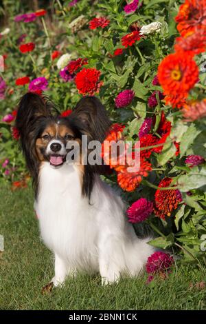 Männliche Papillon Hund weiter bis Ende Sommer Blumen, USA Stockfoto