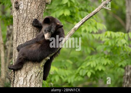 Black Bear (Ursus americanus) Cub in einem Baum, Minnesota, USA ruht, Juni Stockfoto