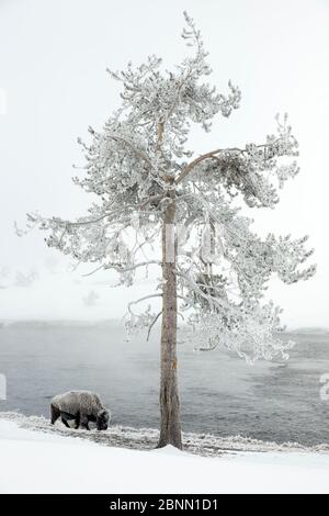 Bison (Bison bison) gehen unter raureif bedeckten Baum, Yellowstone National Park, Wyoming, USA, Februar Stockfoto