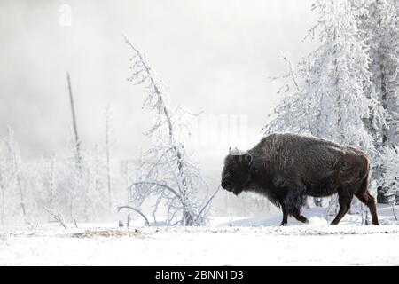 Bison (Bison bison) walking Profil mit Rauhreif, Yellowstone National Park, USA, Februar Stockfoto