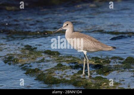 Willet (Catoptrophorus semipalmatus) auf Kalkgestein mit Algen bedeckt; Siesta Key, Sarasota, Florida, USA. Stockfoto
