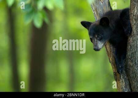 Black Bear (Ursus americanus) Cub in einem Baum, Minnesota, USA ruht, Juni Stockfoto