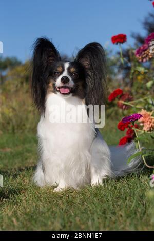 Männliche Papillon bis Ende Sommer Blumen, USA Stockfoto