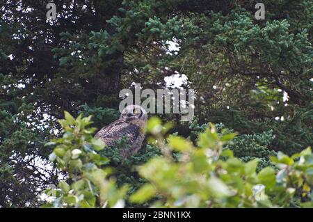 Große graue Eule, die auf einem Baum noch junge Stockfoto