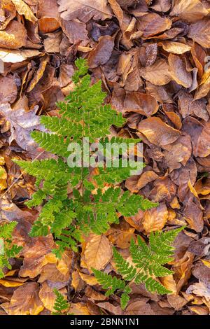 Farne im Herbst Blätter, Wald Stillleben Stockfoto