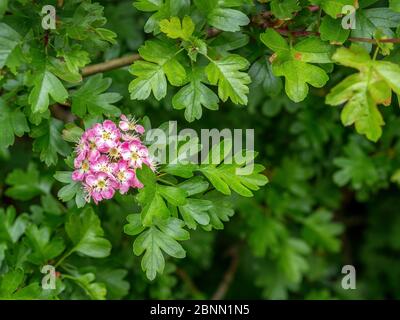 Rosa stark duftende Blüten von Hawthorn, Crataegus monogyna im Frühjahr. GROSSBRITANNIEN. Aka Maitbaum. Stockfoto