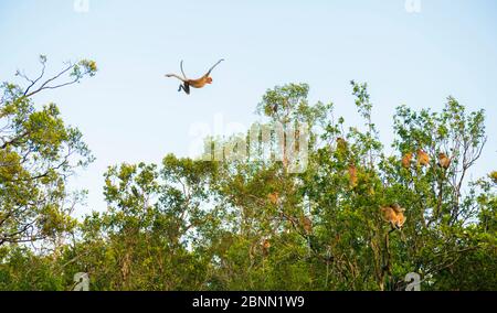 Proboscis Affe (nasalis larvatus) sprang auf eine Truppe, die sich in den Bäumen ernährt, Tanjung Puting Nationalpark, Borneo-Kalimatan, Indonesien. Stockfoto