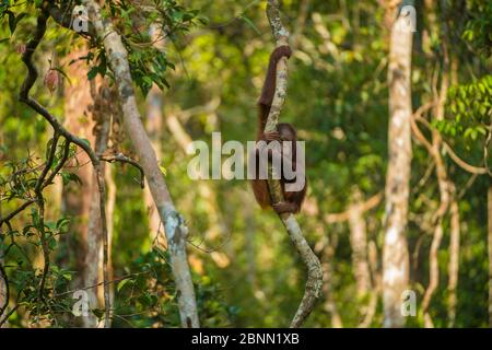 Junger Borneischer Orang-Utan (Pongo pygmaeus) Kletterbaum, Tanjung Puting Nationalpark, Borneo-Kalimantan, Indonesien. Stockfoto