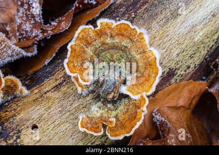 Schmetterling tramete in Raureif, Wald Stillleben Stockfoto