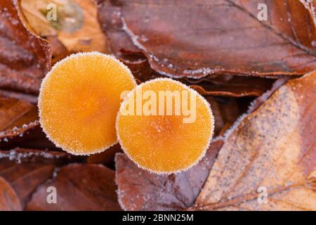 Wintermützel / Mycena tintinnabulum im herbstlichen Laubwald, Stillleben Stockfoto