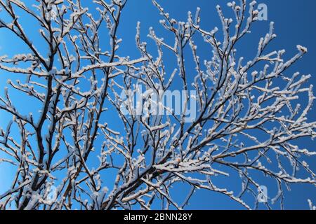 Schnee und Eis kristallisierten sich an Ästen, die wie Frühlingsblüten aussehen, im Morgenwintersonne am Abisko-See im Norden Schwedens Stockfoto