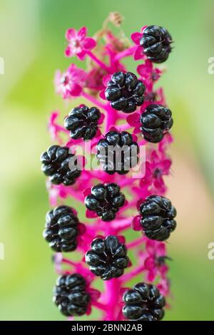 Indische Pokeweed (Phytolacca acinosa) Beeren, kommt in Asien. Botanischer Garten in Amsterdam, Niederlande, August 2013. Stockfoto