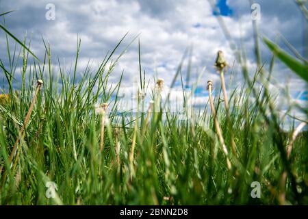 Geblasene Löwenzahn auf einer grünen Wiese im Gras Stockfoto