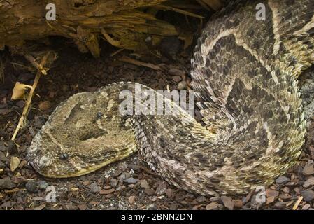 Puff Adder (Bitis arietans) gefangen, kommt in Afrika vor. Stockfoto