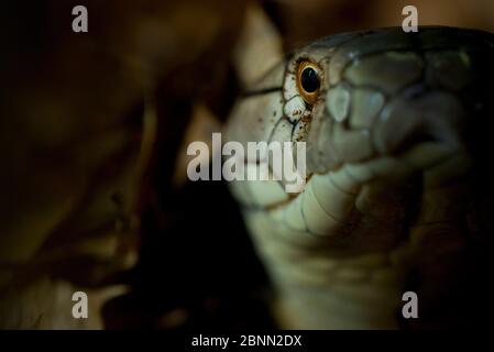 King Cobra (Ophiophagus hannah) Gefangener kommt in Asien vor. Stockfoto