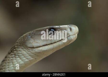 Schwarze Mamba (Dendroaspis polylepis) in Gefangenschaft, kommt in Subsahara-Afrika vor. Stockfoto