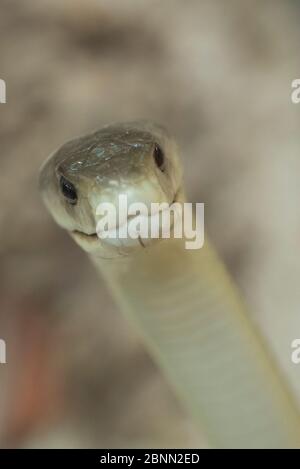 Schwarze Mamba (Dendroaspis polylepis) in Gefangenschaft, kommt in Subsahara-Afrika vor. Stockfoto