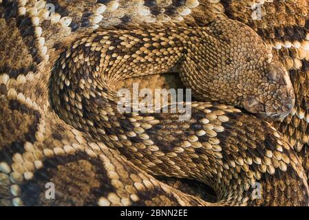 Eastern Diamond-backed Klapperschlange (Crotalus adamanteus) gefangen kommt in den USA. Stockfoto