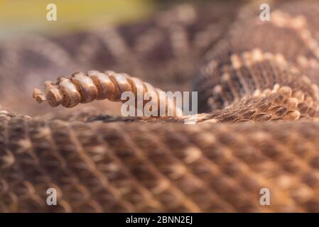 Eastern Diamond-backed Klapperschlange (Crotalus adamanteus) Nahaufnahme der Schwanz Klapperschlange gefangen, kommt im Südosten der Vereinigten Staaten Stockfoto