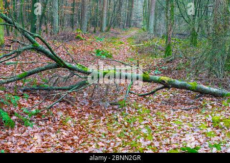 Wiesenlandschaft mit Pfad im Herbstwald Stockfoto