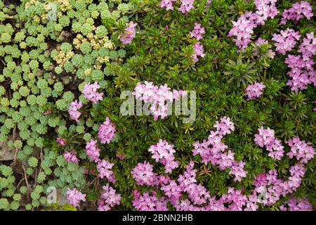 Grausteinchen (Sedum pachyclados) und straubendaphne (Daphne arbuscula), Botanischer Garten der Universität Utrecht, Utrecht, Niederlande, Mai. Stockfoto