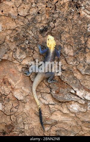 Agama-Eidechse (Agama agama) Männchen. Red Headed Rock Agama (?), EINE eher verbreitete Art in Gambia und in Vollfarbe fotografiert, typisch für die Monate Stockfoto