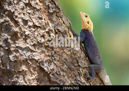 Agama-Eidechse (Agama agama) Männchen. Red Headed Rock Agama (?), EINE eher verbreitete Art in Gambia und in Vollfarbe fotografiert, typisch für die Monate Stockfoto