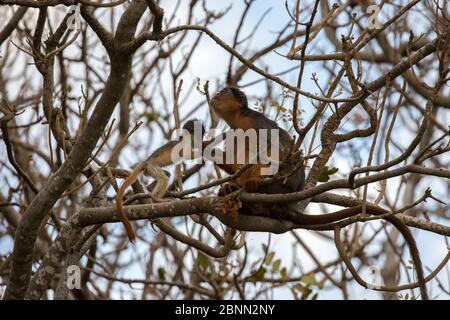 Westliche rote Colobus (Procolobus badius) weiblich mit jung, Gambia, Afrika, Mai. Stockfoto