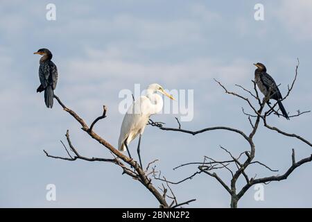 Großreiher (Ardea alba) und zwei Schilfrohrkormorane (Microcarbo africanus) auf einem Baum, Gambia Afrika, Mai. Stockfoto