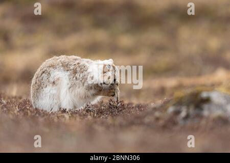 Mountain Hare (Lepus timidus) Grooming Ohr , Schottland, Großbritannien. März. Stockfoto