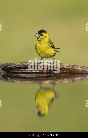 Siskin (Carduelis spinus) männlich trinken im Gartenteich, Schottland, Großbritannien. Juli. Stockfoto