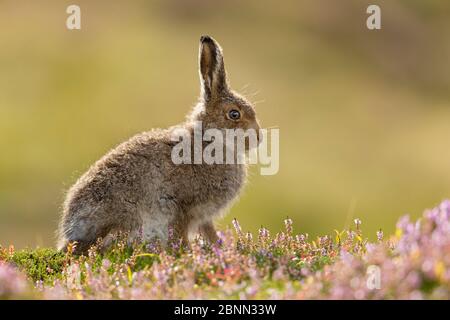 Berghase (Lepus timidus) leveret auf Heidemoor , Schottland, Großbritannien, August. Stockfoto